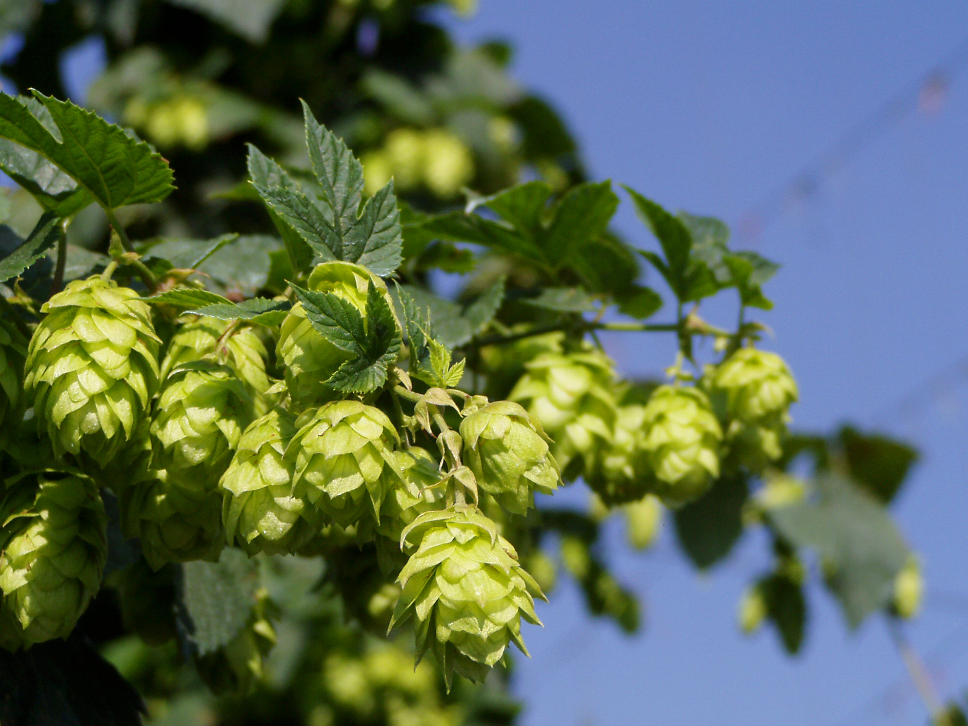 cascade hops