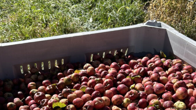 keepsake cider apples for web
