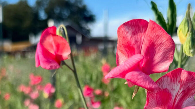 finnriver flowers for web