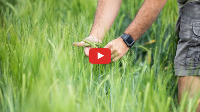 youtube Root Shoot Malting winter 2025 crop copy